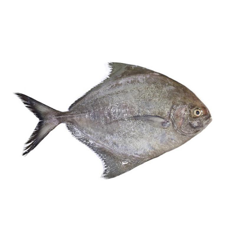 Black Pomfret frozen wholesale seafood supplier