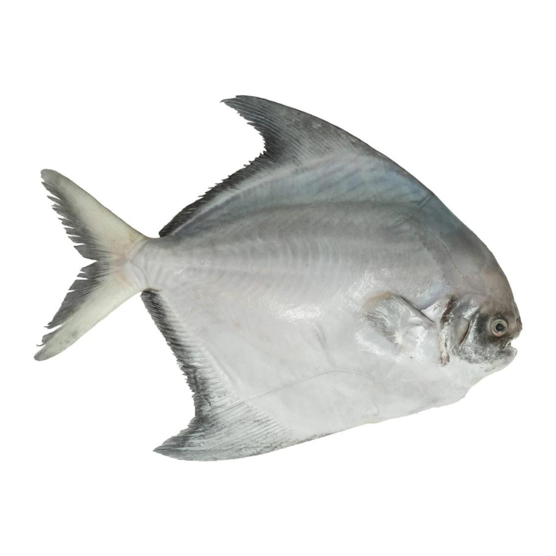 Chinese Pomfret premium frozen export grade