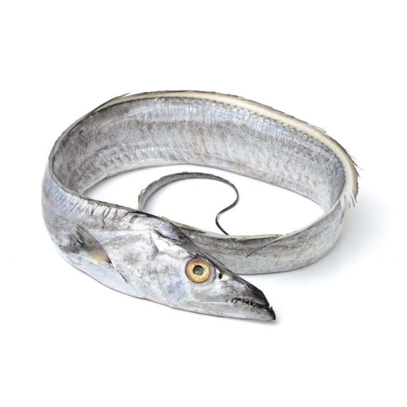 Ribbonfish export grade frozen seafood