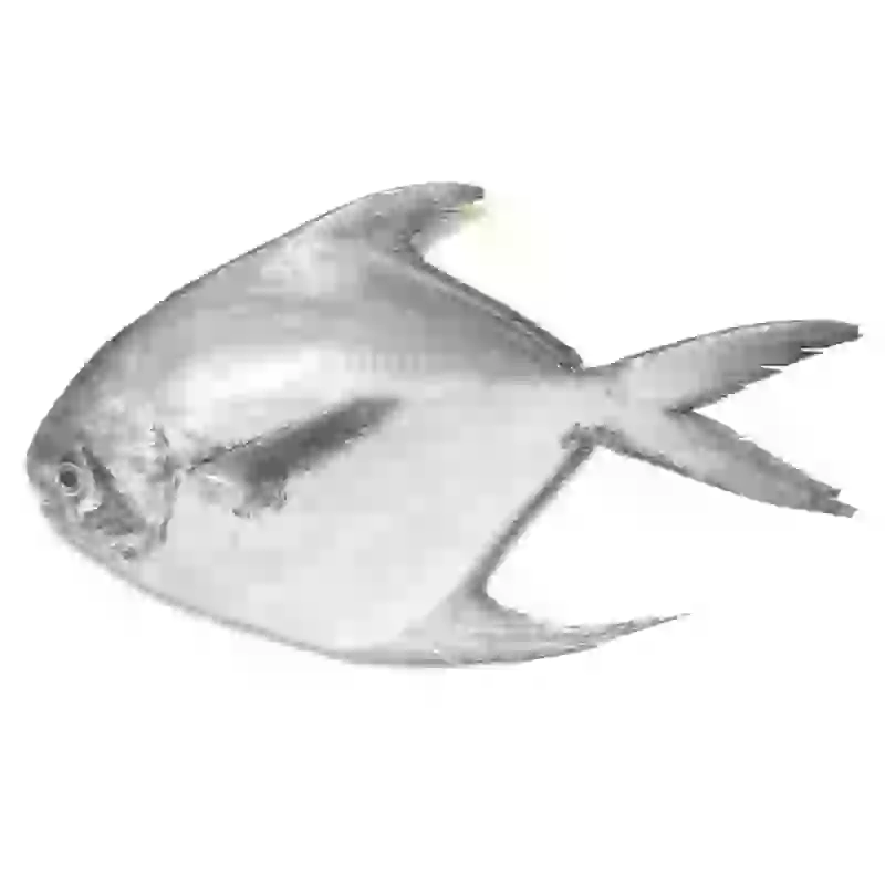 Silver Pomfret frozen seafood for wholesale export