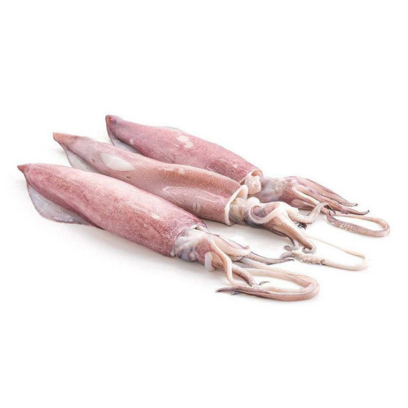 Whole Squid frozen wholesale supplier USA India